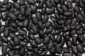 Bean Black Turtle Bush - Salt Spring Seeds - Image 2