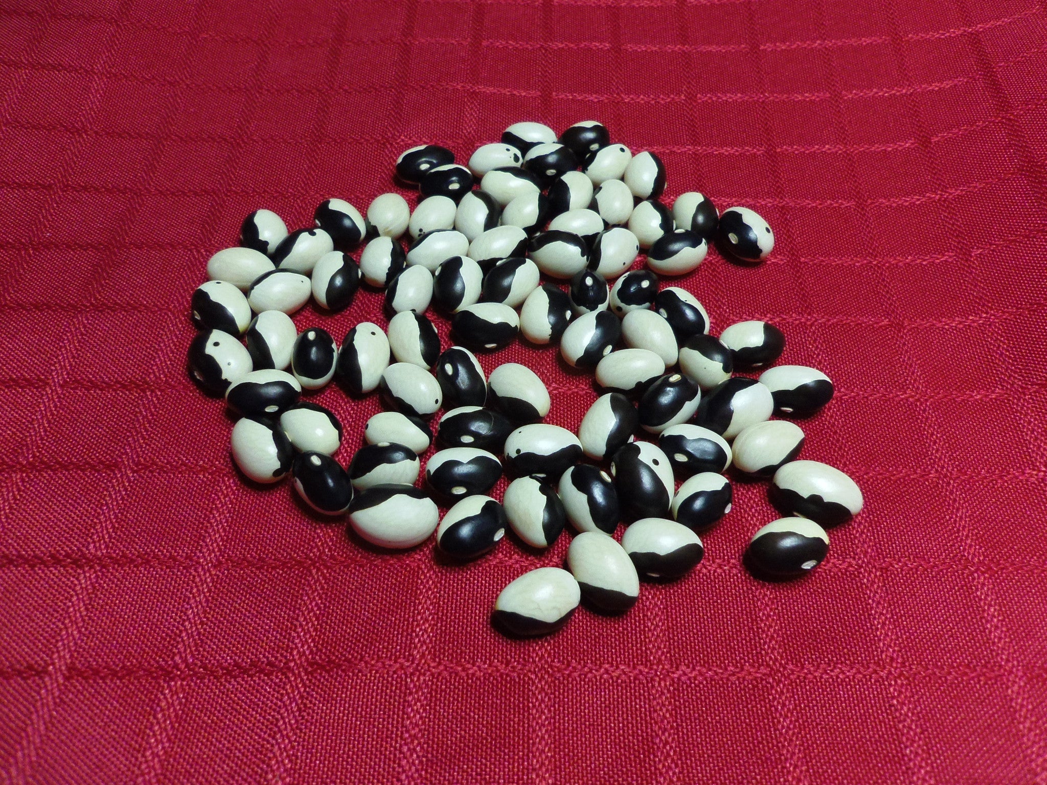 Bean Orca Bush Dry - Salt Spring Seeds