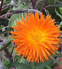 Calendula Radio - Salt Spring Seeds