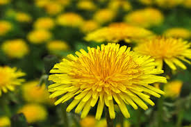 Dandelion Dandy - Salt Spring Seeds - Image 2
