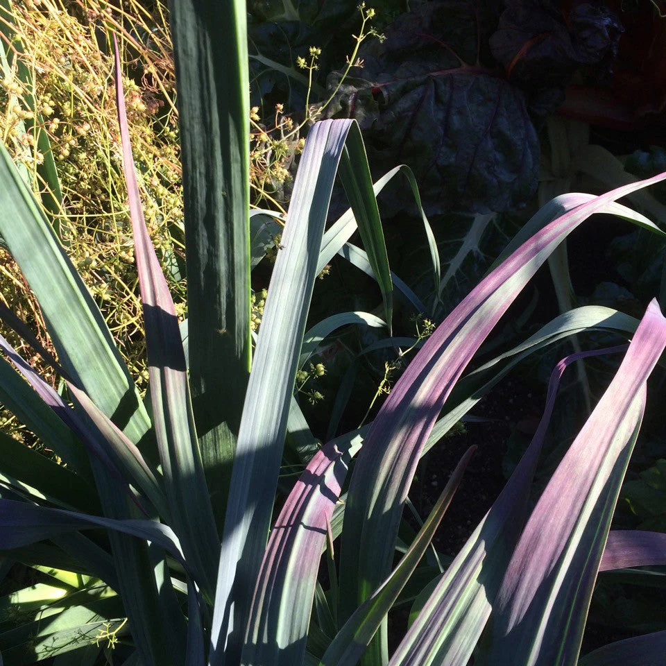 Leek Darcy's Purple - Salt Spring Seeds