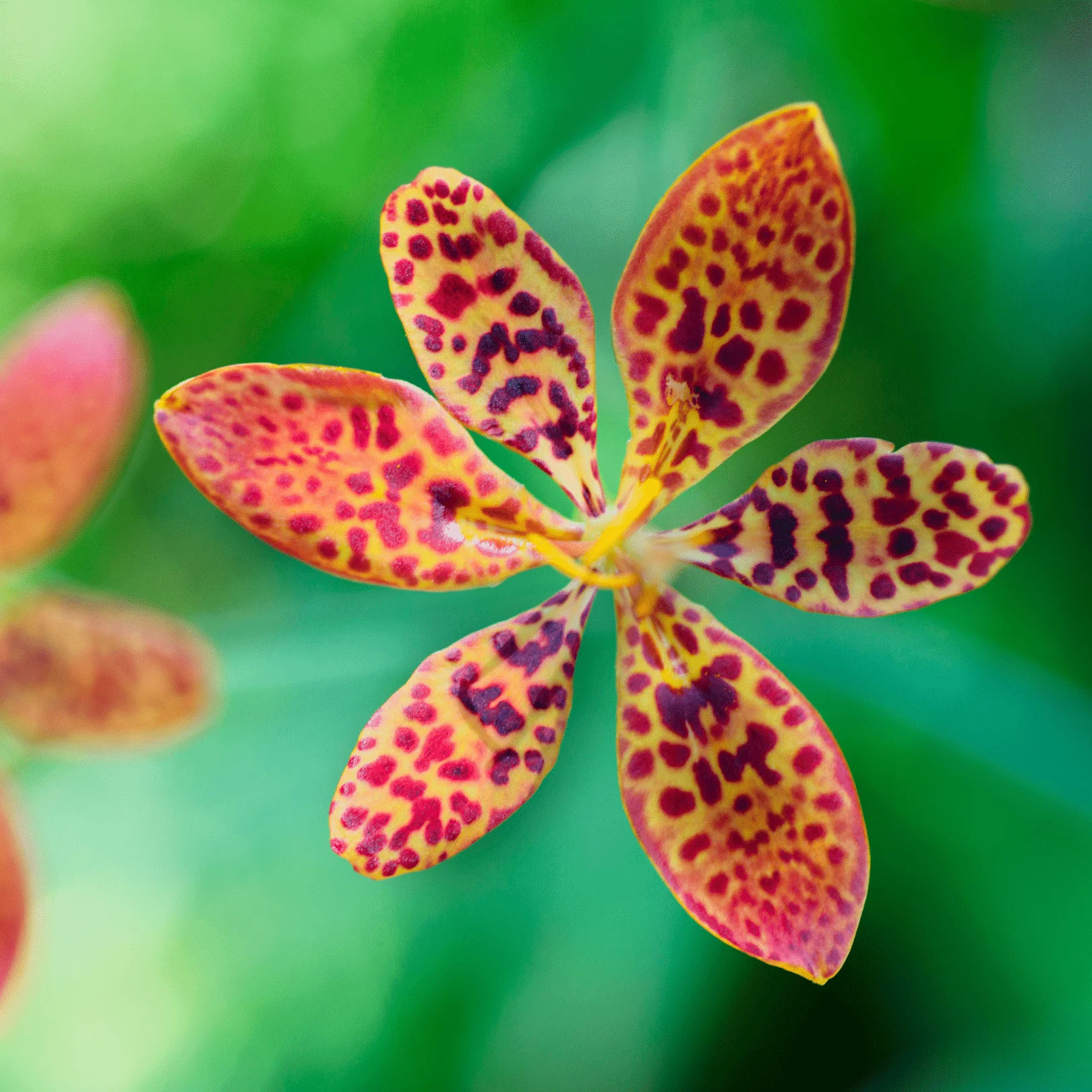 Leopard Lily - Salt Spring Seeds