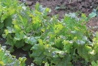 Lettuce Drunken Woman - Salt Spring Seeds - Image 2