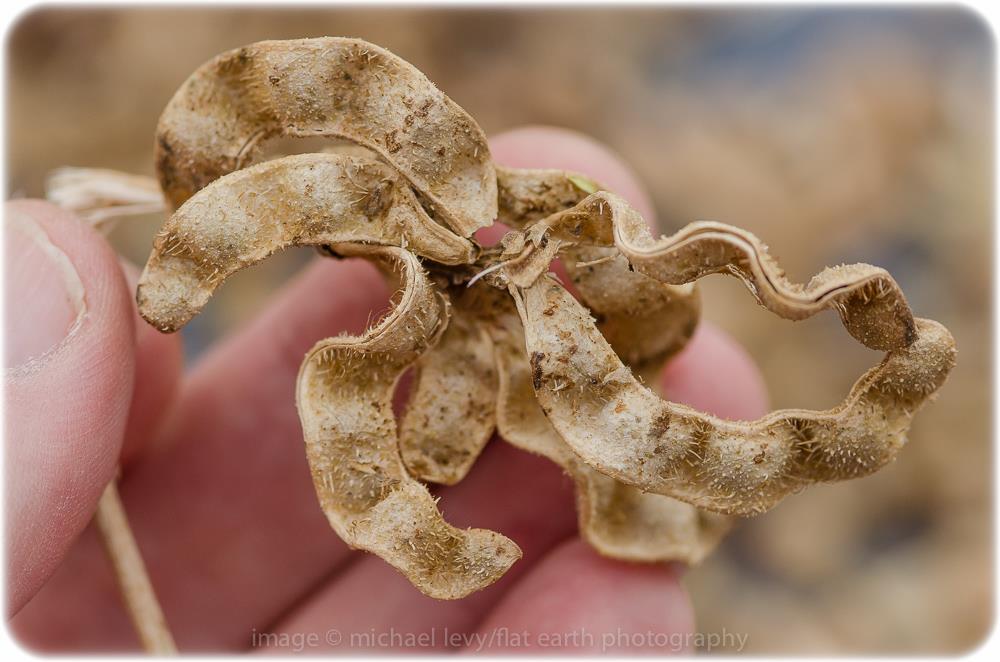 Licorice (Glycyrrhiza glabra) - Salt Spring Seeds - Image 2