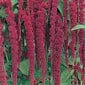Love Lies Bleeding - Salt Spring Seeds - Image 2