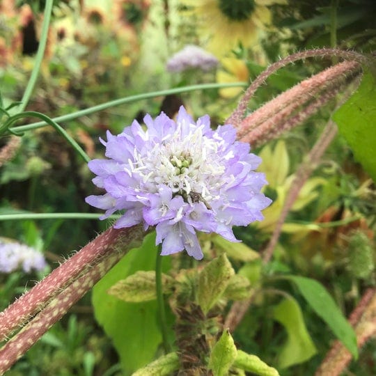 Pincushion Mix - Salt Spring Seeds