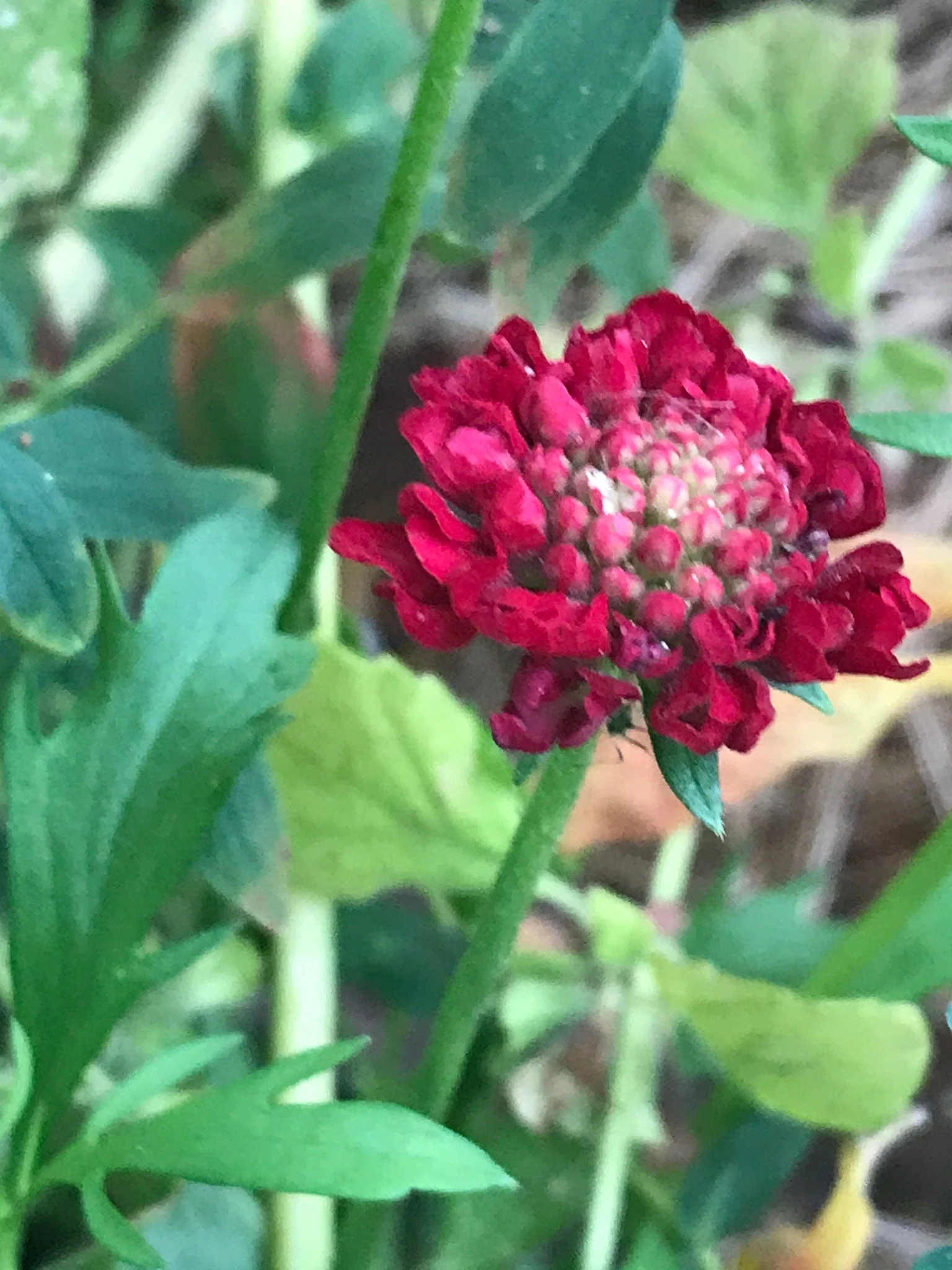 Pincushion Mix - Salt Spring Seeds - Image 2