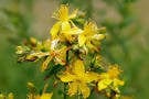 St. John's Wort - Salt Spring Seeds - Image 2