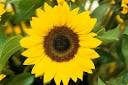 Sunflower Mix - Salt Spring Seeds - Image 2