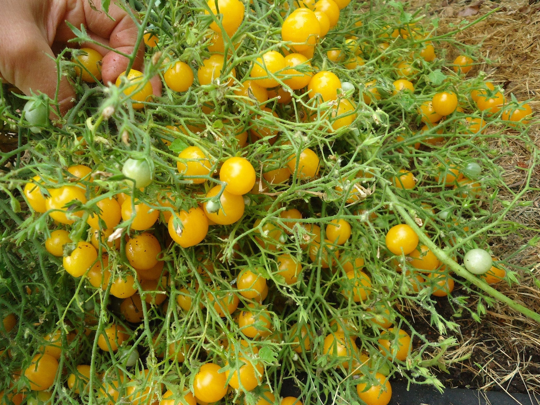 Tomato Humboldtii Cherry - Salt Spring Seeds - Image 2