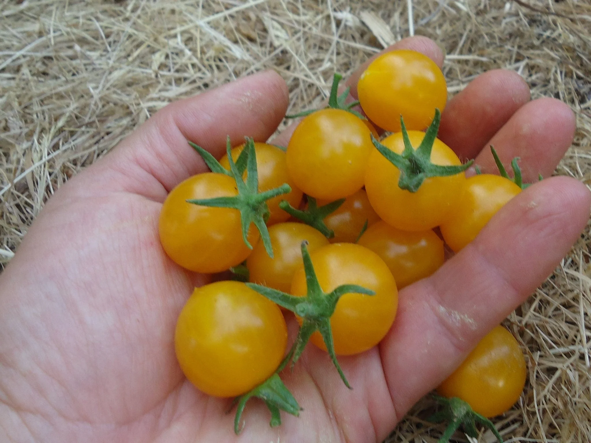 Tomato Humboldtii Cherry - Salt Spring Seeds - Image 3