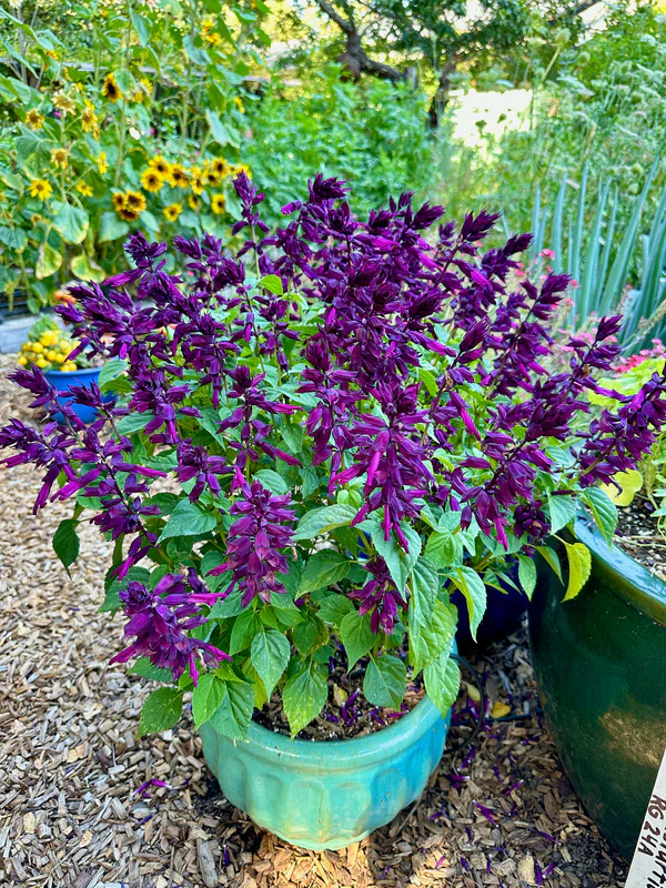 Salvia Estella Purple - Renee's Garden Seeds - Image 2