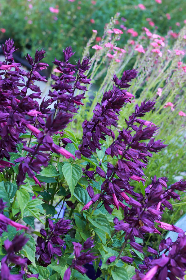 Salvia Estella Purple - Renee's Garden Seeds - Image 3