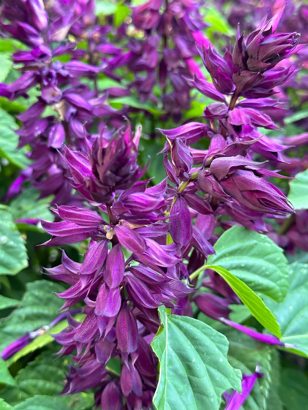 Salvia Estella Purple - Renee's Garden Seeds - Image 4