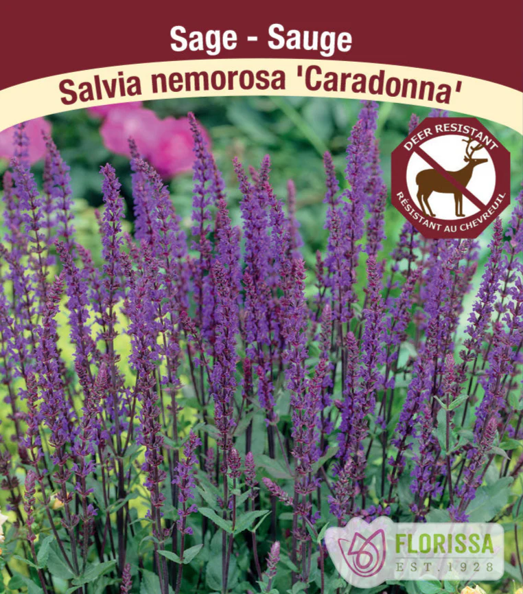 Salvia Nemorosa - Caradonna, 1 Pack