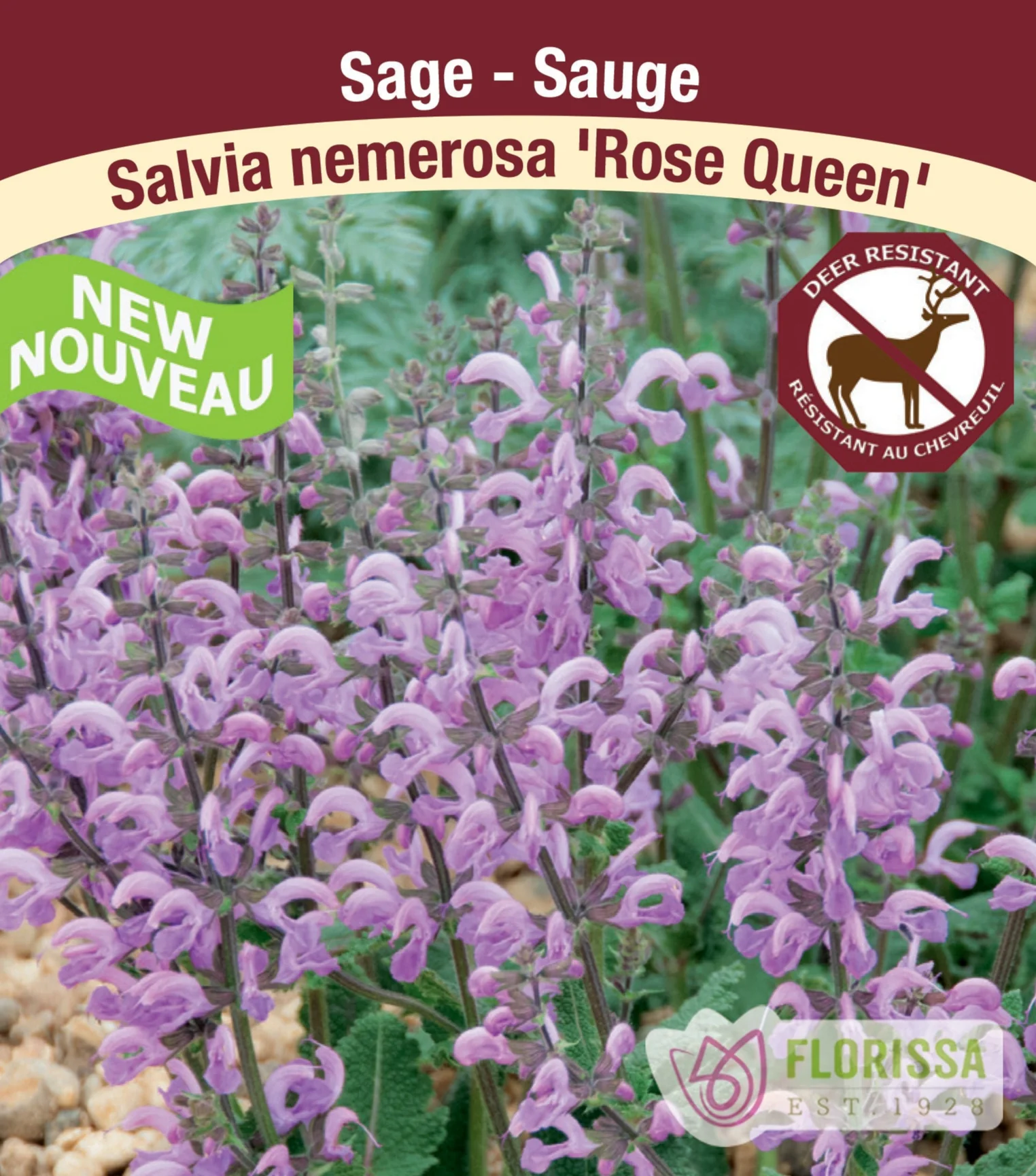 Salvia Nemorosa - Rose Queen, 1 Pack