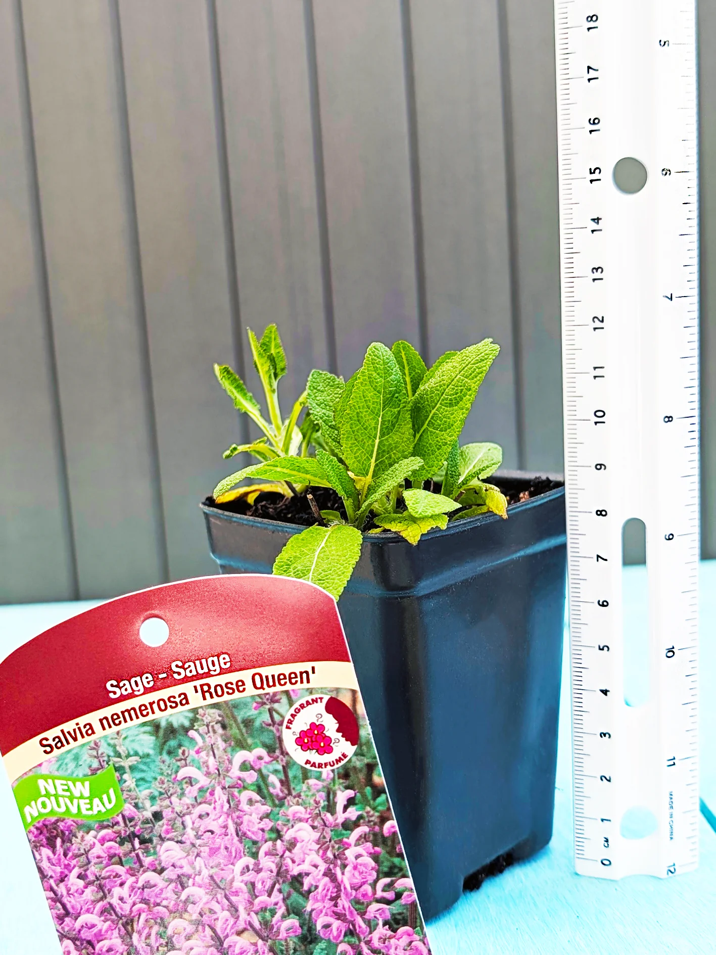 Salvia Nemorosa - Rose Queen, 1 Pack - Image 2