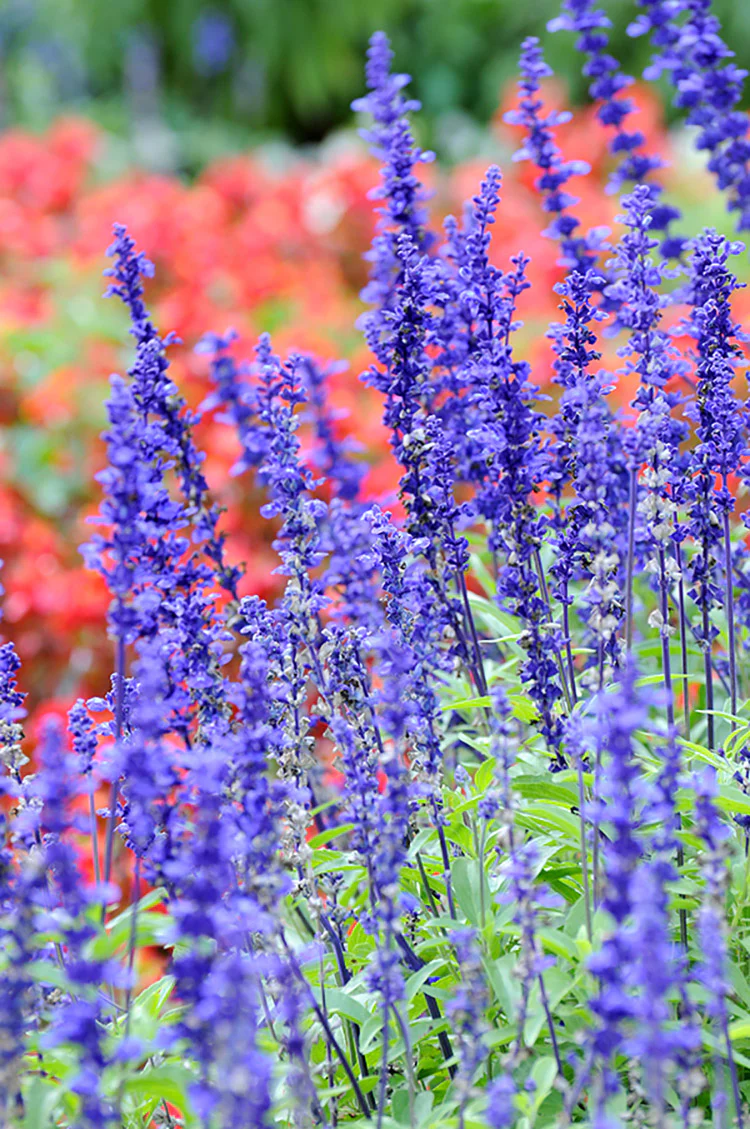 Salvia Nemorosa - Sensation Compact Deep Blue, 1 Pack - Image 2