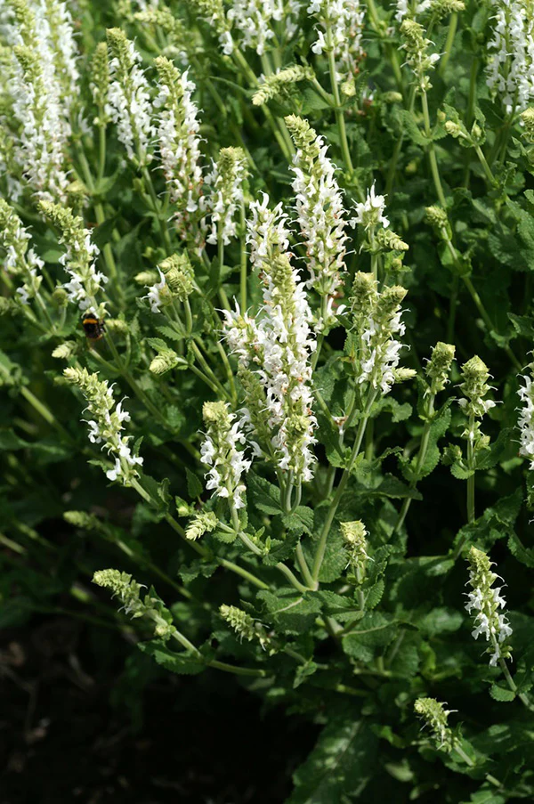Salvia Nemerosa - Snow Hill, 1 Pack - Image 2