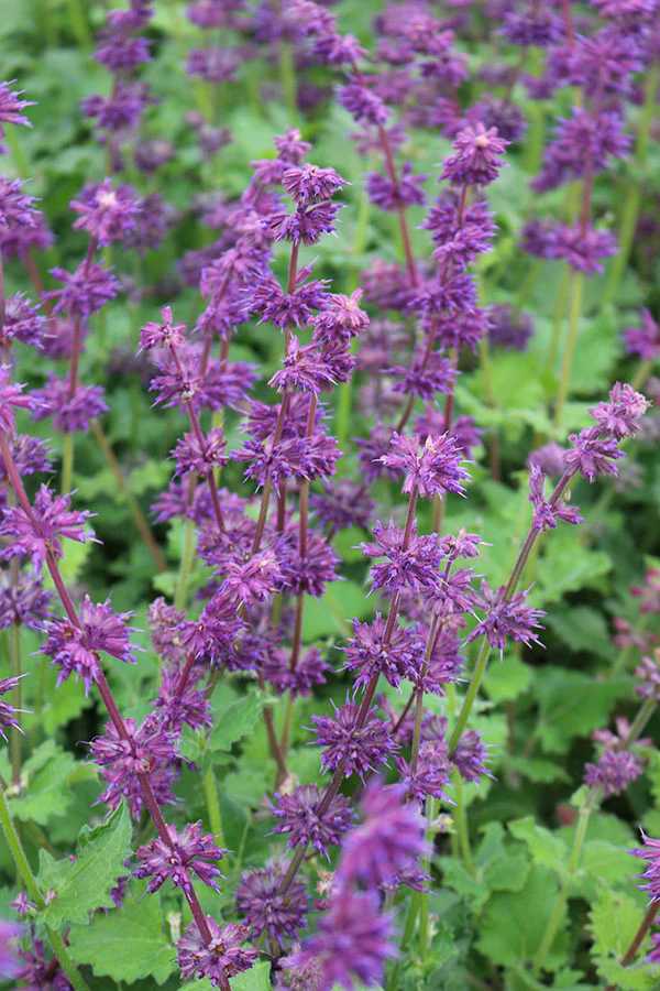 Salvia Verticillata - Purple Rain, 1 Pack - Image 2