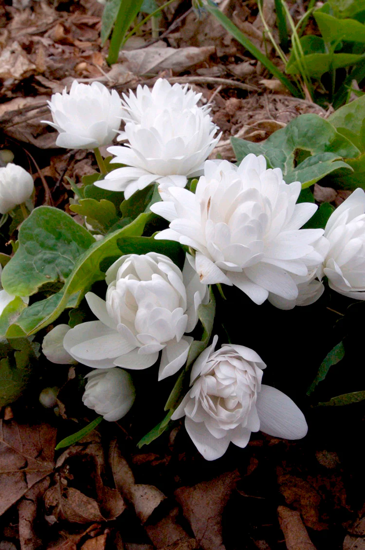 Sanguineria canadensis - Bloodroot, 1 Pack - Image 2