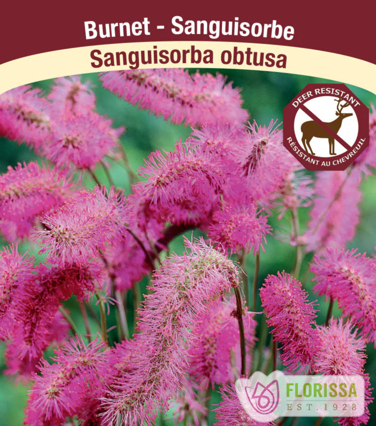 Sanguisorba obtusa, 1 Pack