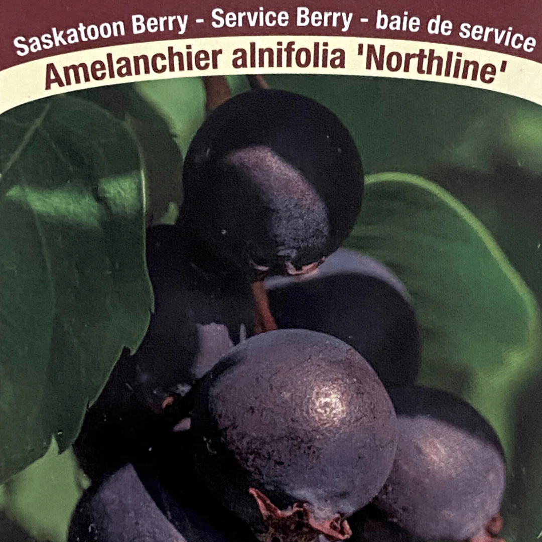 Saskatoon Berry - Northline