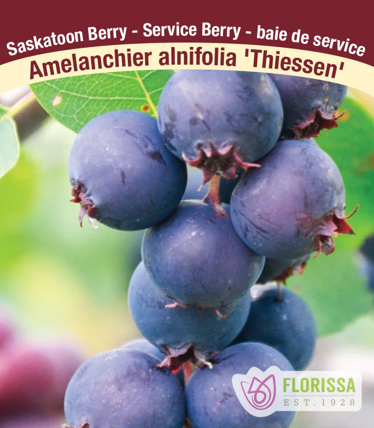 Saskatoon Berry - Thiessen