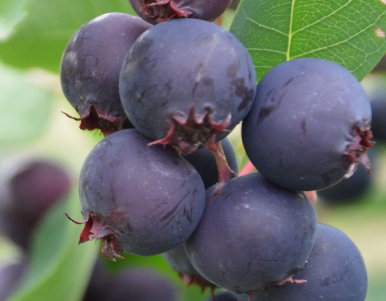 Saskatoon Berry - Thiessen - Image 2