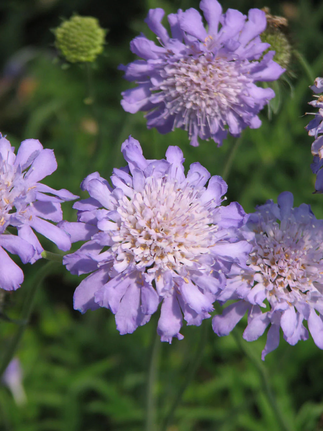 Scabiosa - Butterfly Blue, 1 Pack - Image 2