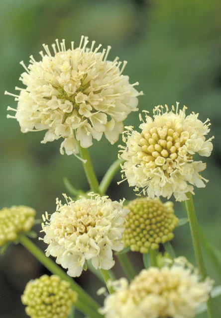 Scabiosa Fata Morgana - West Cost Seeds - Image 2