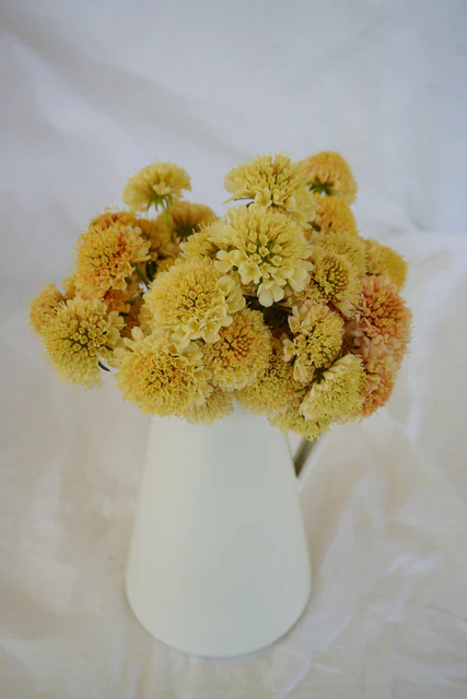 Scabiosa Fata Morgana - West Cost Seeds - Image 3