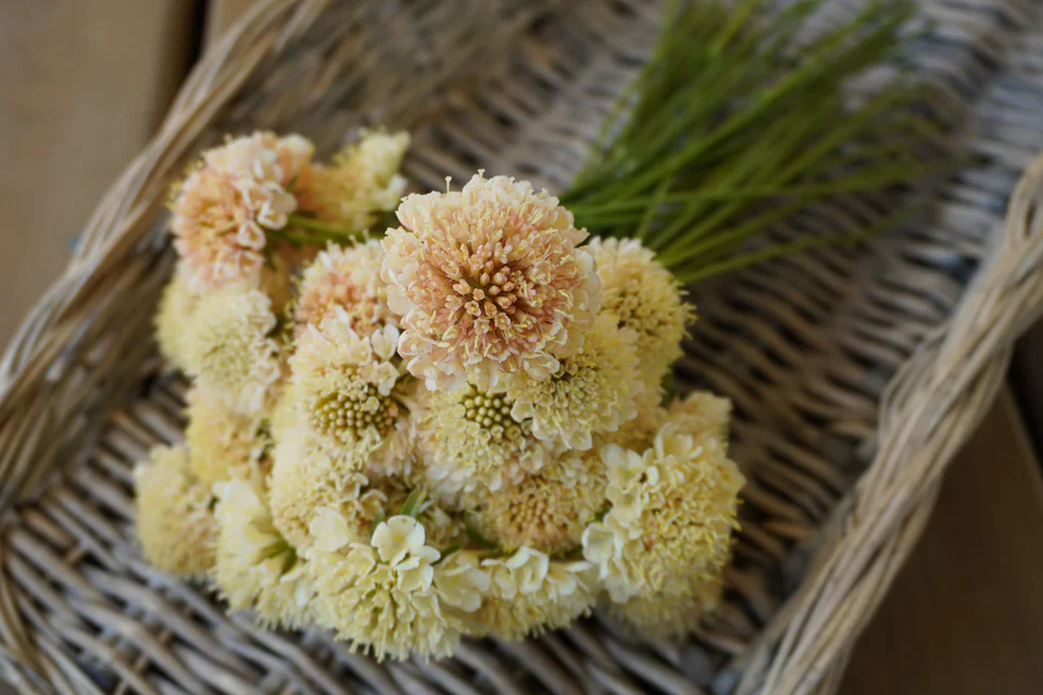 Scabiosa Fata Morgana - West Cost Seeds - Image 4