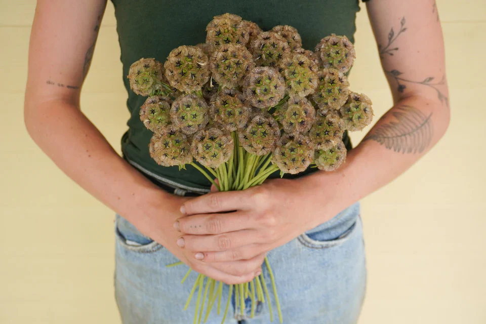 Scabiosa Paper Moon - West Coast Seeds - Image 2