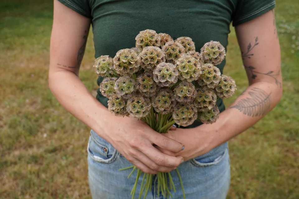 Scabiosa Paper Moon - West Coast Seeds - Image 3