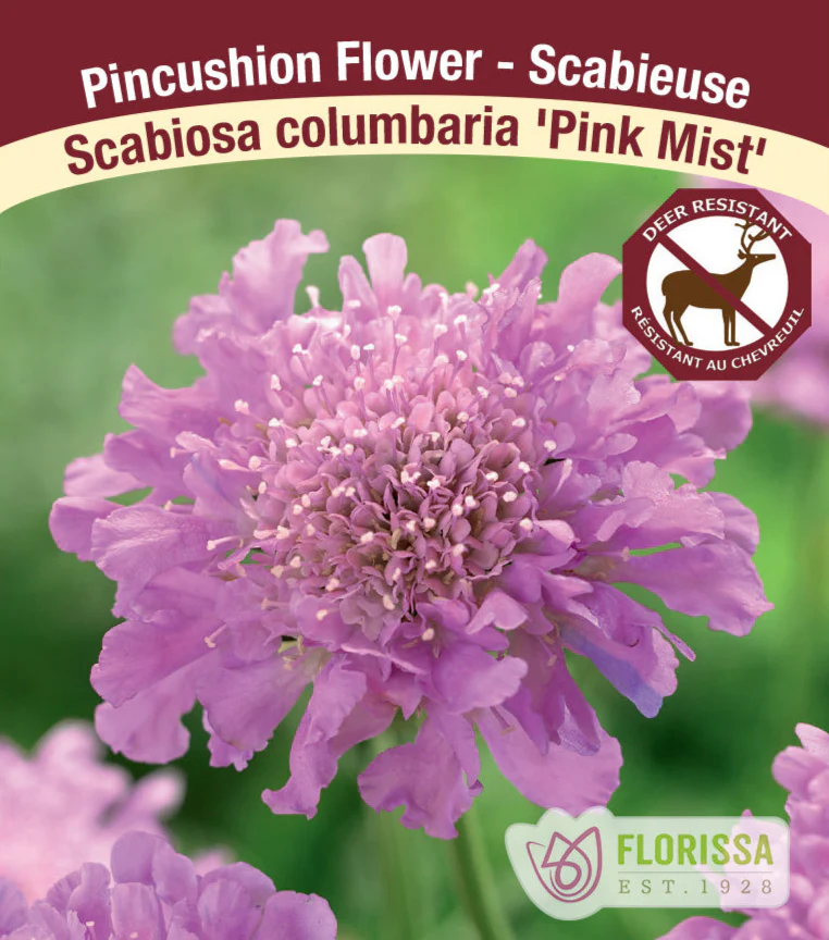 Scabiosa - Pink Mist, 1 Pack