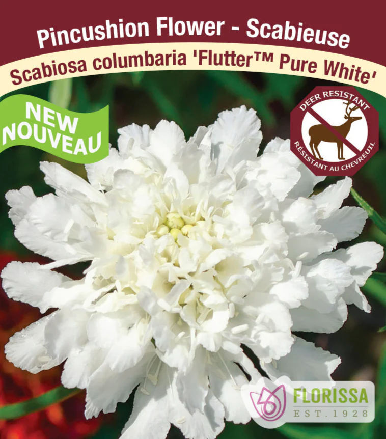 Scabiosa - Pure White, 1 Pack