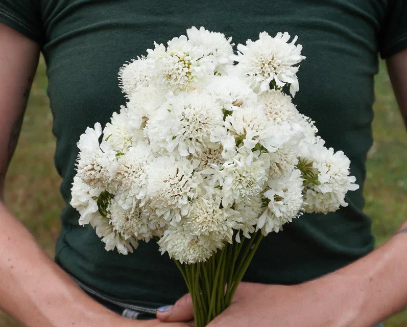 Scabiosa Snowmaiden - West Coast Seeds - Image 2