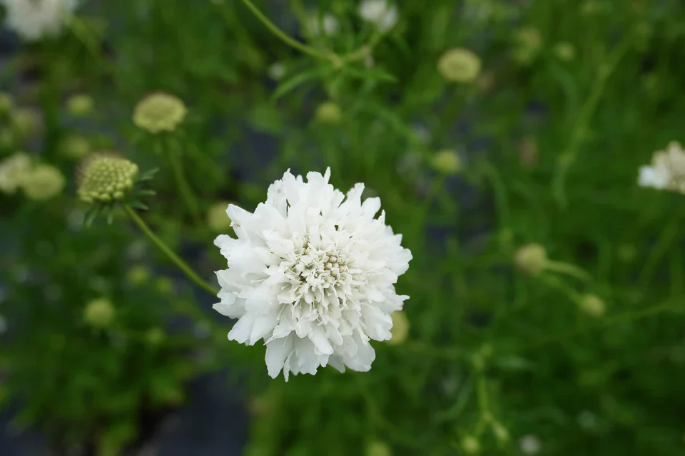 Scabiosa Snowmaiden - West Coast Seeds - Image 3