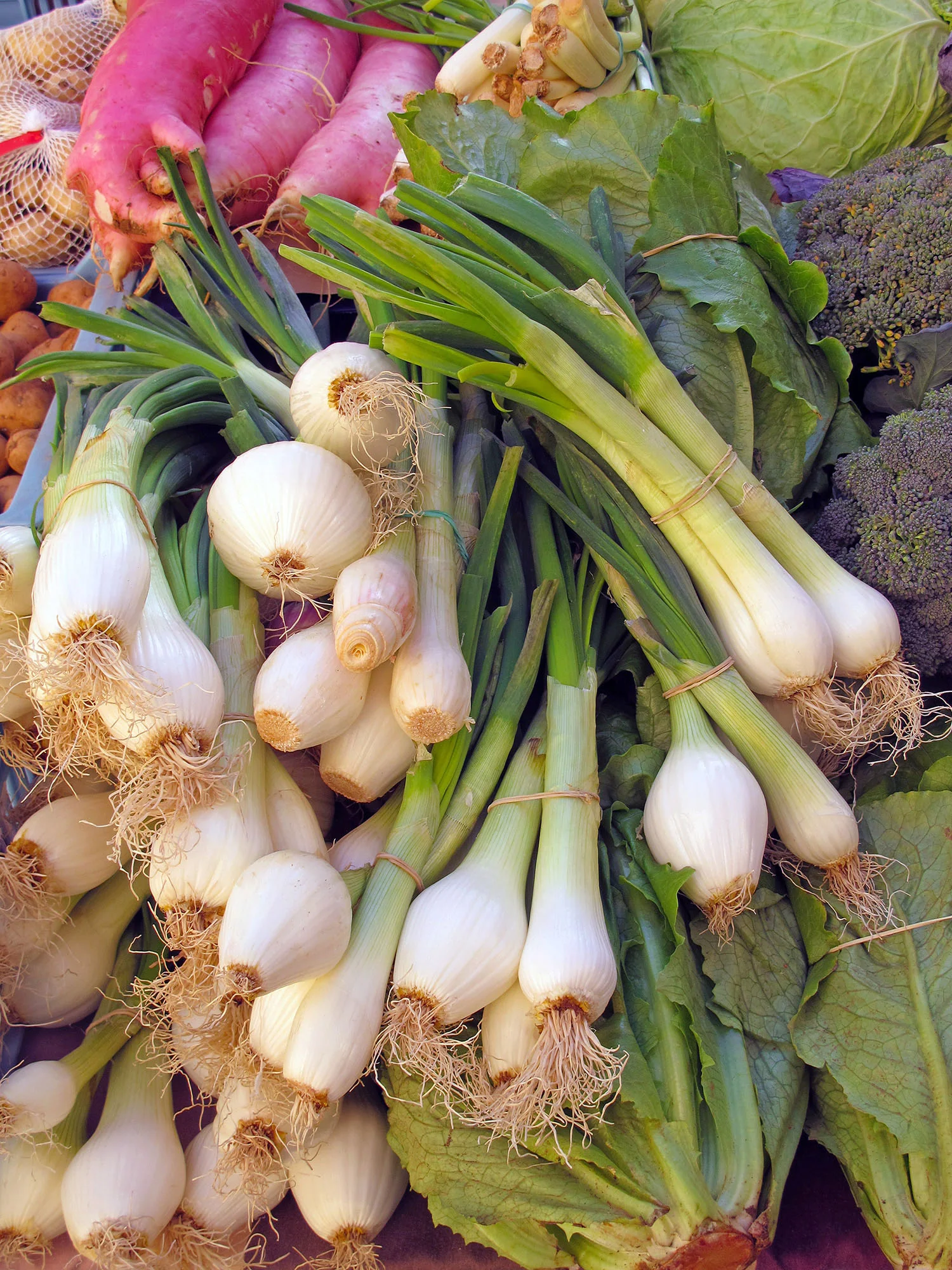 Scallions - Spring Onion Sets, 80 Pack - Image 2