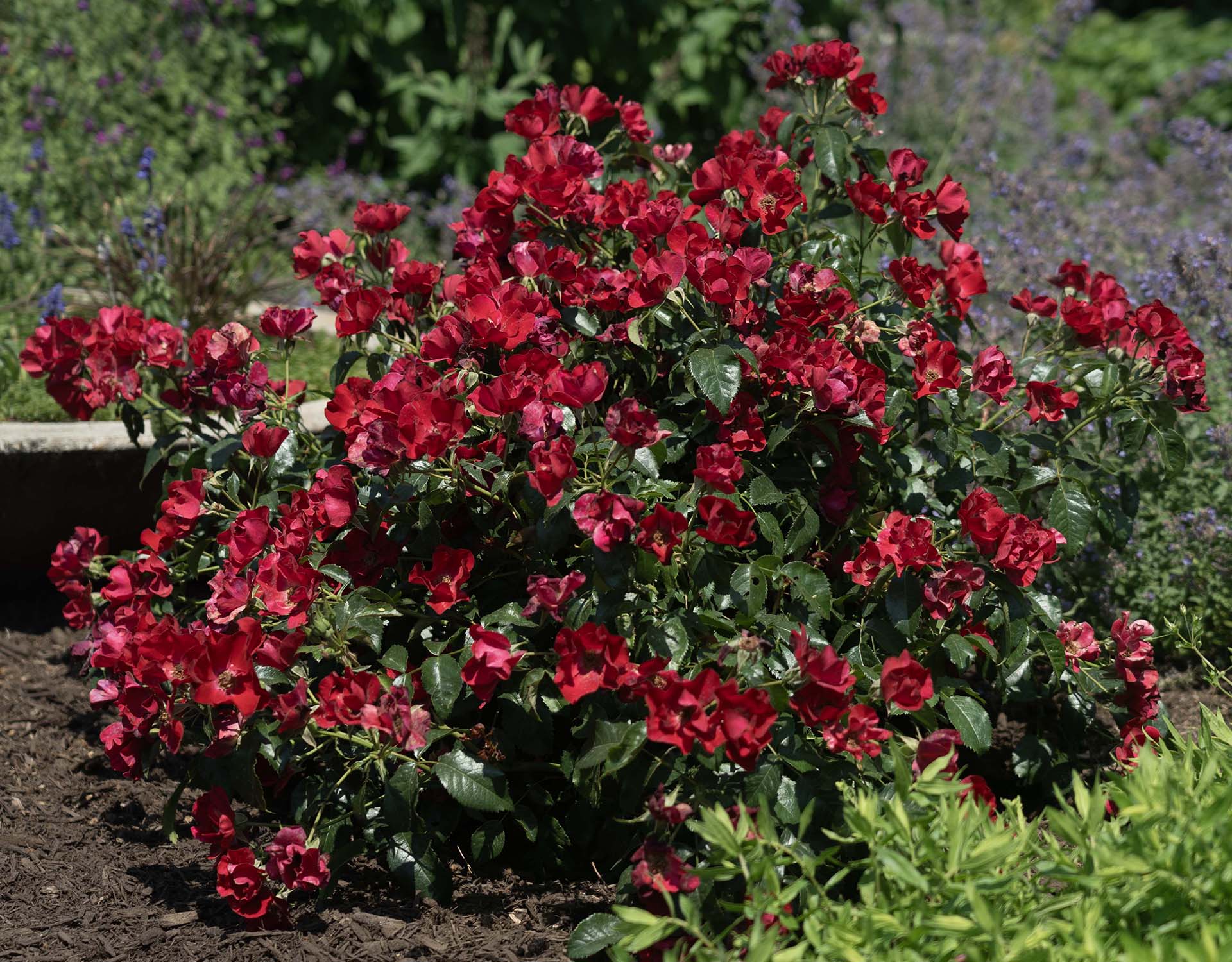 Scarlet Drift - Star Roses and Plants - Image 2