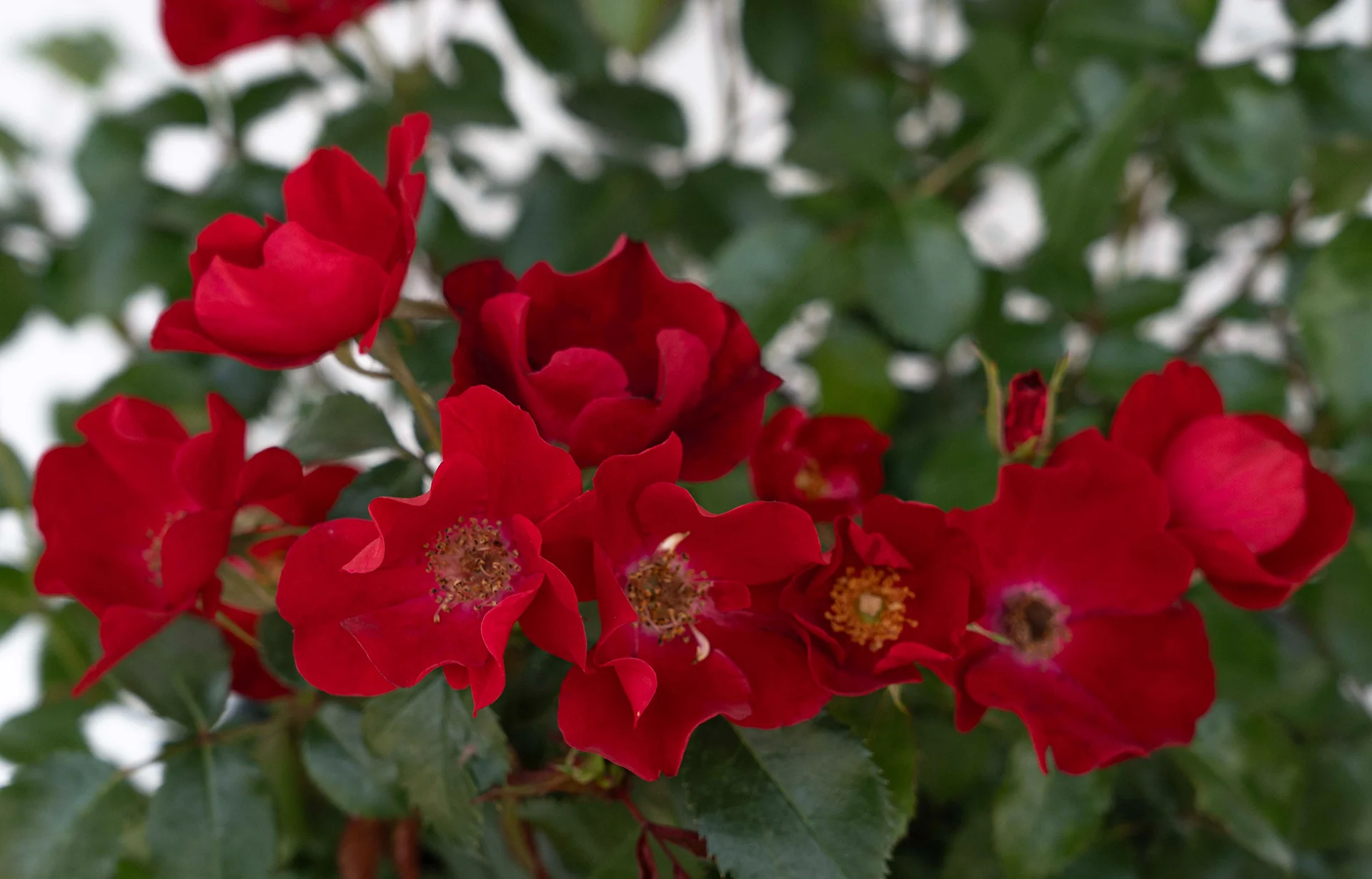 Scarlet Drift - Star Roses and Plants - Image 3