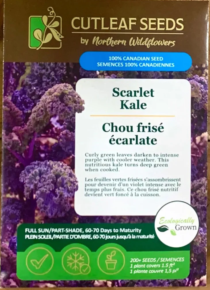 Scarlet Kale - Northern Wildflowers