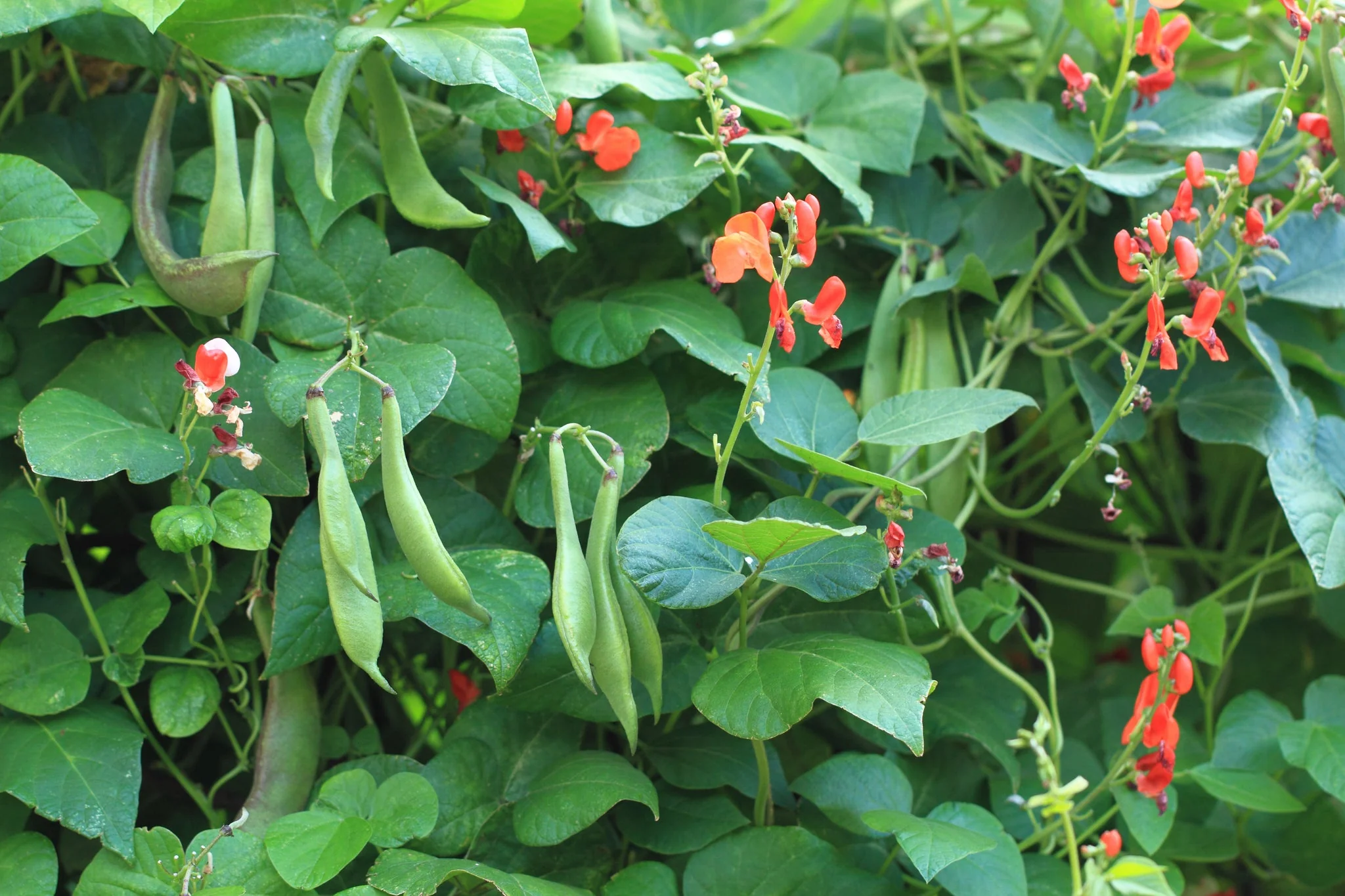 Scarlet Runner Bean - Northern Wildflowers - Image 3