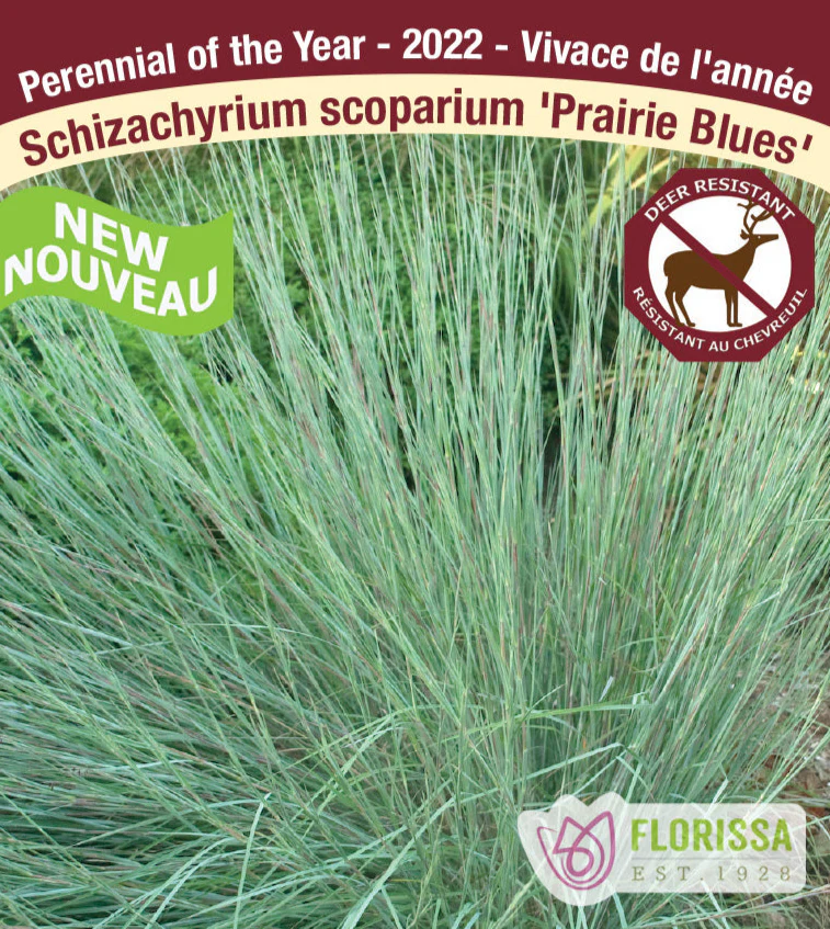 Schizachyrium - Prairie Blues, 1 Pack