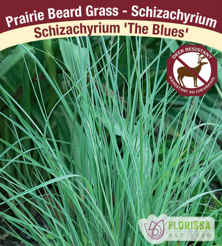Schizachyrium - The Blues, 1 Pack