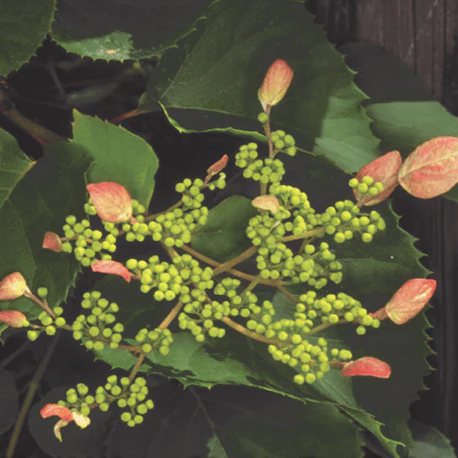 Schizophragma Rosea Vine