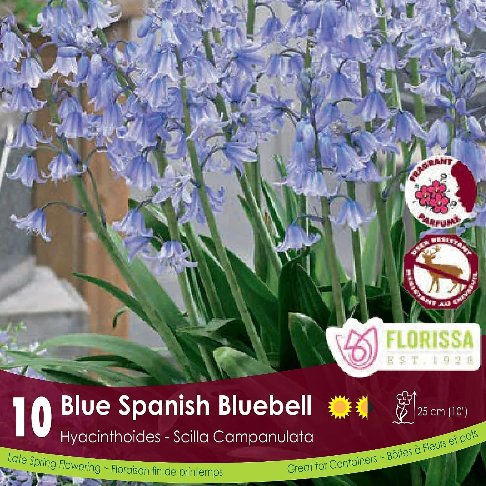 Scilla Campanulata - Blue Spanish Bluebell, 10 Pack