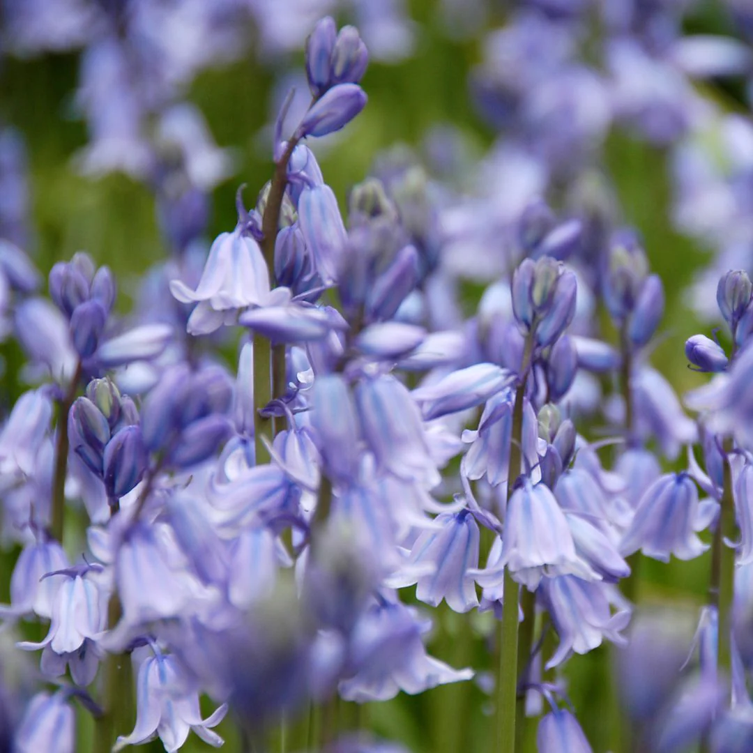 Scilla Campanulata - Blue Spanish Bluebell, 10 Pack - Image 2