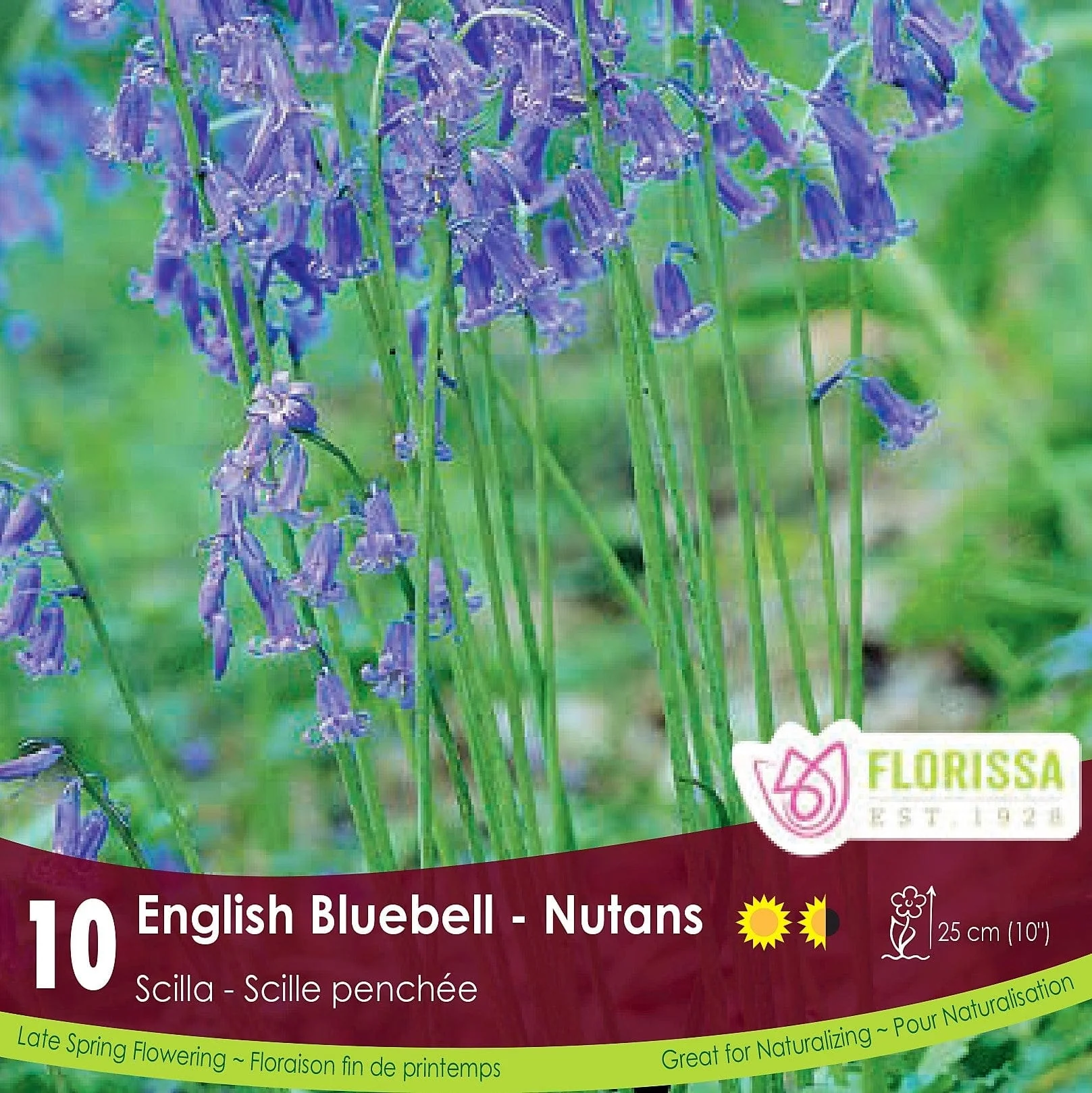 Scilla - English Bluebell - Nutans, 10 Pack